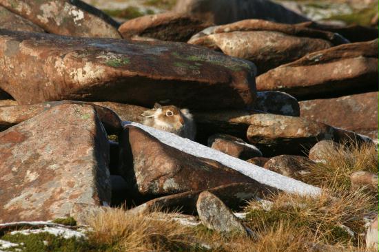 Mountain Hare <i>Lepus timidus</i>